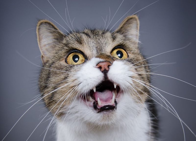 Excessive Meowing and Yowling Why Is My Cat So Vocal?